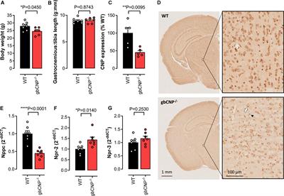 C-type natriuretic peptide preserves central neurological function by maintaining blood-brain barrier integrity